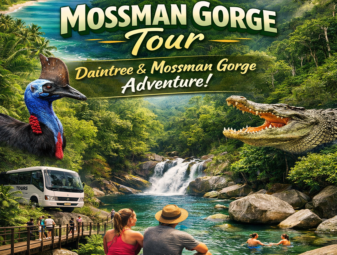 Cairns to Mossman Gorge Tour | Daintree and Mossman Gorge Tour